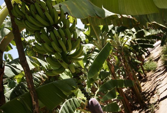 How Rwanda is Saving One of its Most Important Crops—the Banana—With an SMS