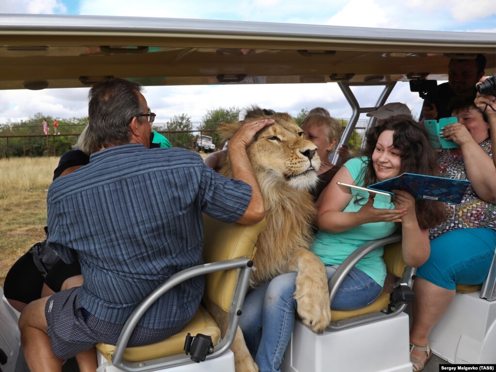 Filya, a 2-year-old lion, gets very friendly with tourists at Crimea&#39;s Taigan Safari Park on September 5. (TASS/Sergei Malgavko)