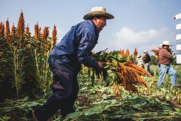 A farmer harvests amaranth in the southern Mexican state of Oaxaca. This grain, of which two of the varieties originated in Mexico, is part of the country's traditional diet and can help boost nutrition among Mexicans, who have been affected by skyrocketing consumption of junk food. Credit: Courtesy of Bridge to Community Health