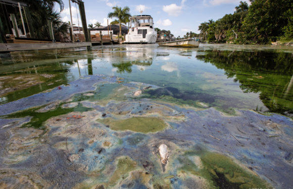 Pollution and Toxic Algae Overtakes Florida Beaches and Waterways